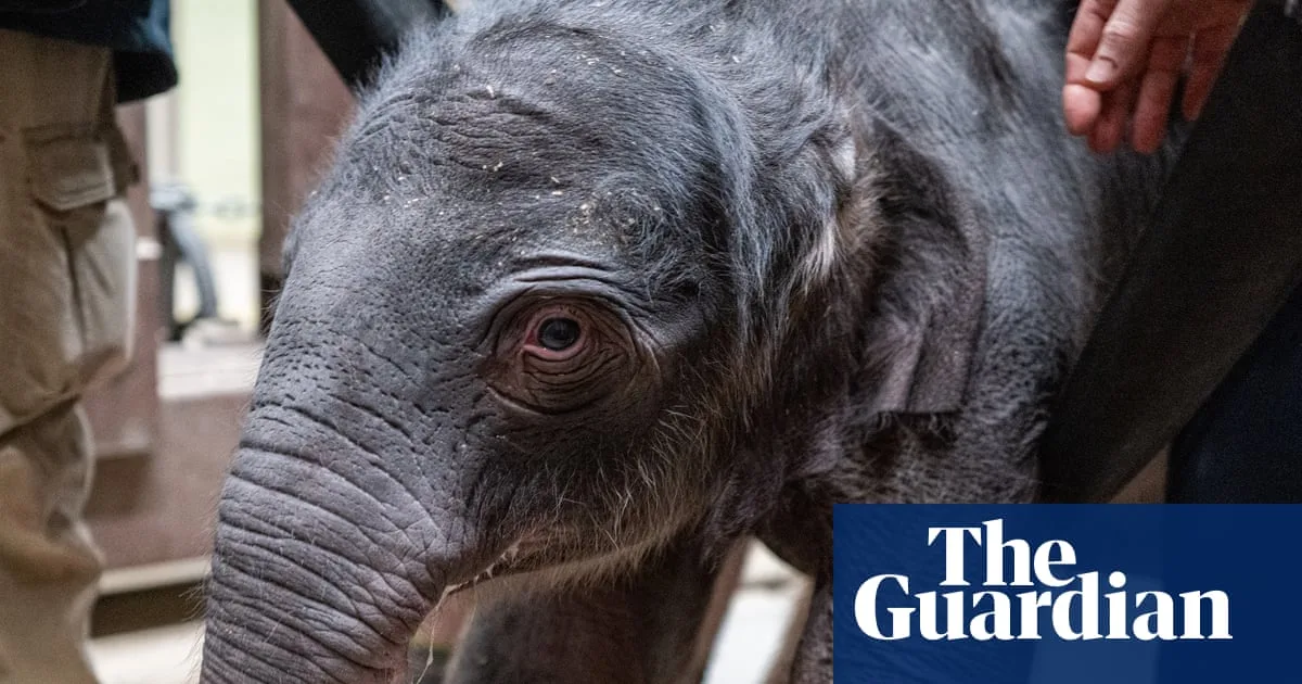 Asian Elephant Born at Washington DC Zoo for First Time in 25 Years