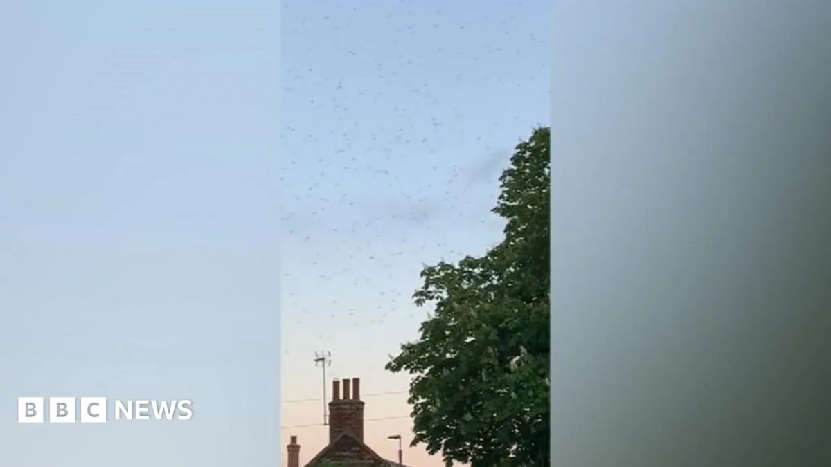 Midge swarms plague Nottinghamshire villages, residents resort to vacuuming ceilings