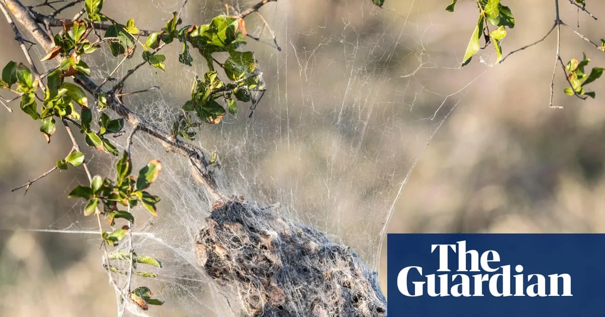 David Attenborough's New Series Reveals Spiderling Matricide