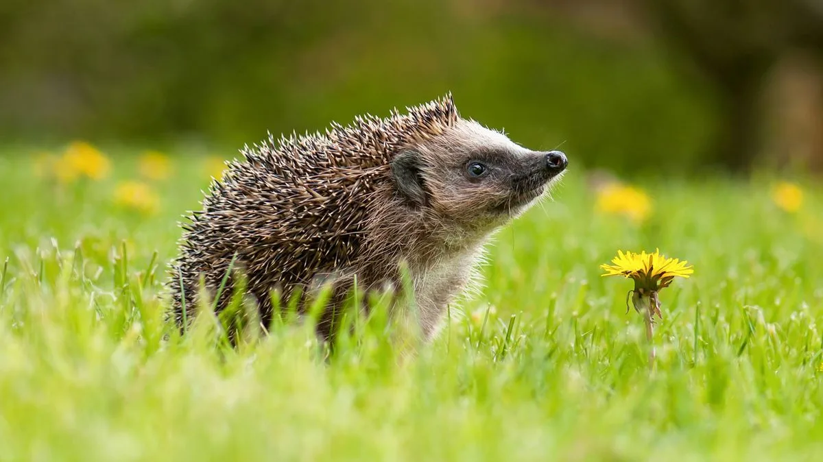 Attract Hedgehogs to Your Garden This June with One Simple Item