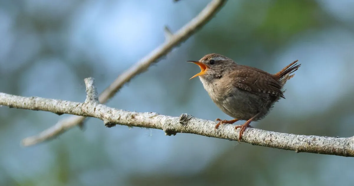 Attract Wrens to Your Garden in May with Three Simple Plants