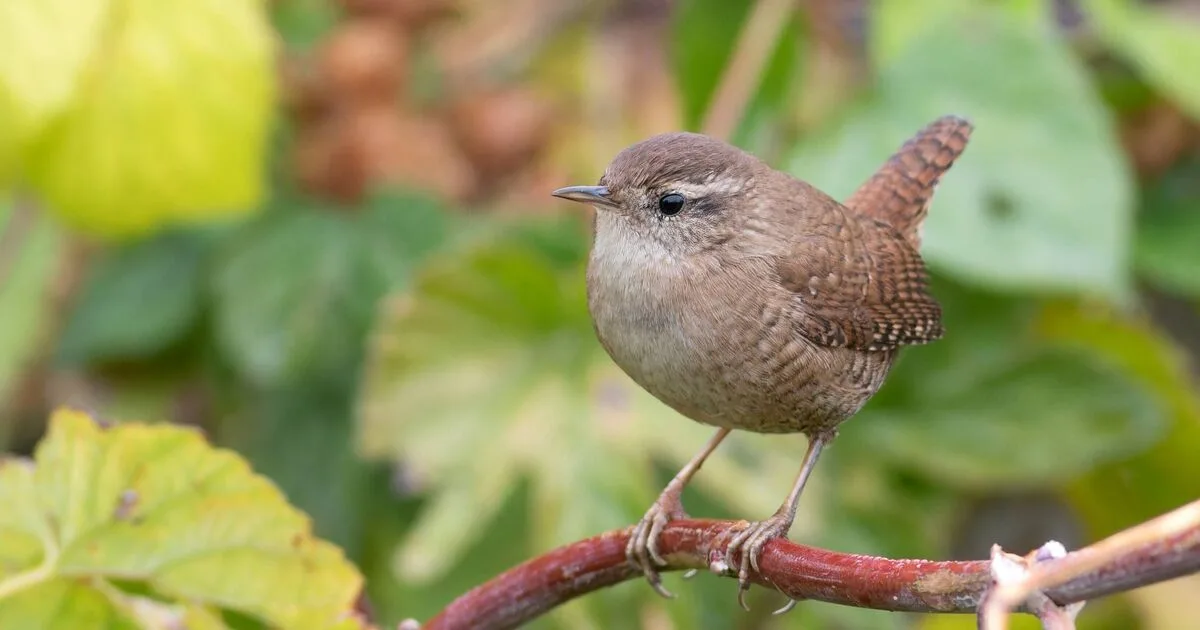 Gardeners Urged to Place Mealworms in Gardens to Attract Wrens This Spring