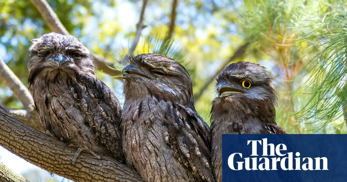 Australian Bird of the Year 2025: Top 10 Finalists Revealed After Voting Closes