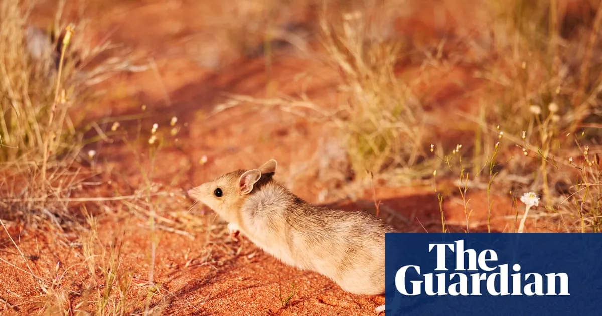 ‘Taking Back the Desert’: Australian Marsupials Trained to Coexist with Feral Cats