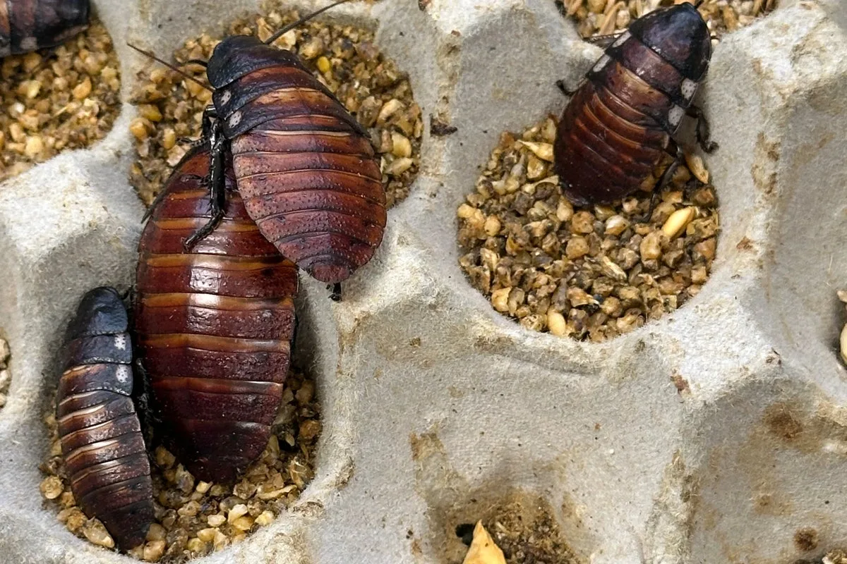 Australian police seize 100,000 illegal cockroaches in largest-ever bust
