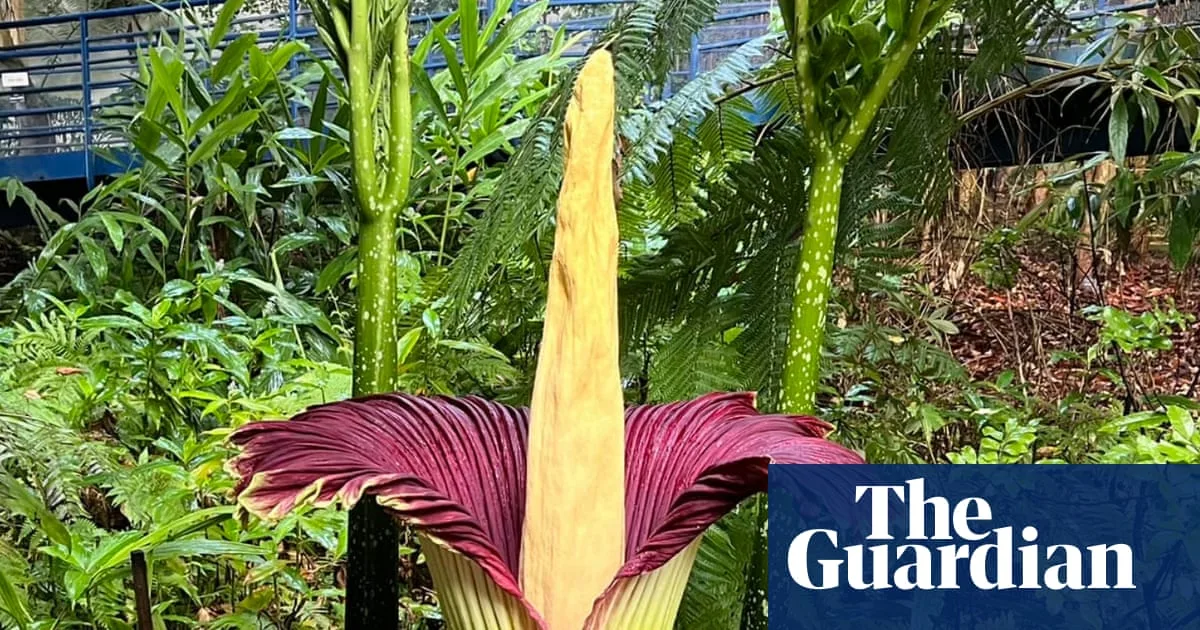 Australia becomes world leader in corpse flower blooms as 'Putricia' and 'Smellanie' draw crowds