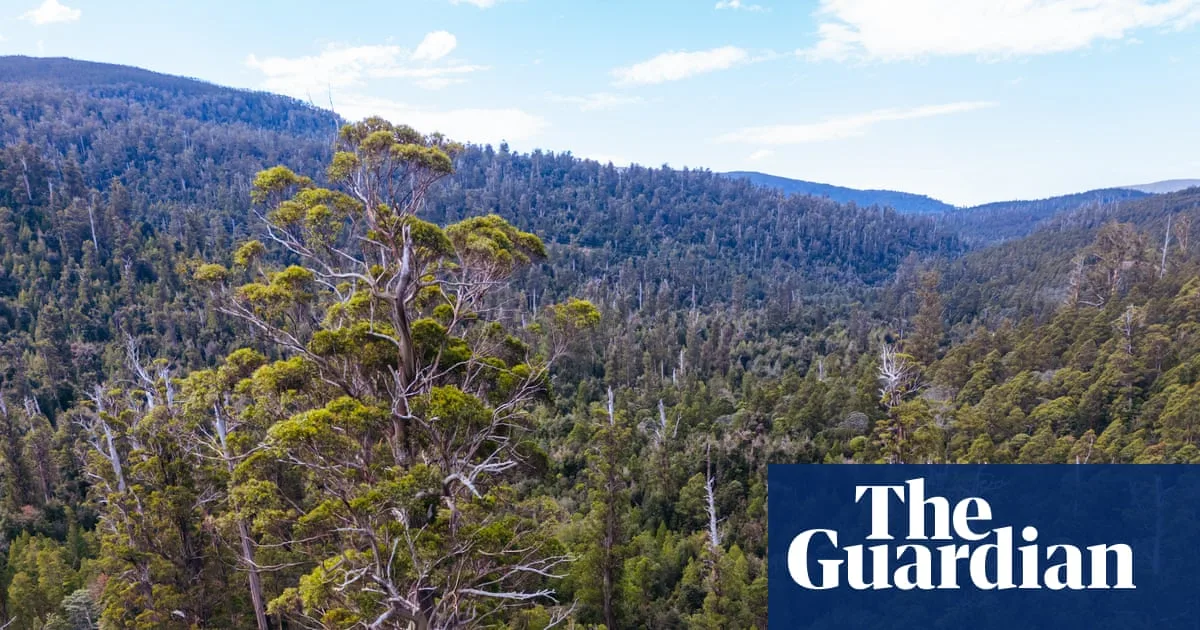 Australia's Forest Accounting 'Sleight of Hand' Hides Deforestation Impact, Researchers Say