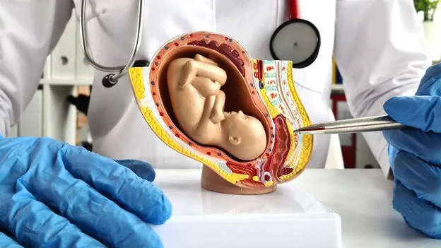 Artificial Womb Breakthrough Offers Hope for Extremely Premature Babies