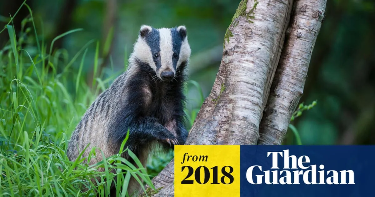 Badger's Brutal Night-Time Assault on Wasp Nest Discovered in Highlands