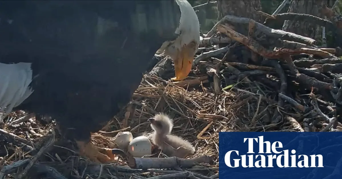 Bald Eagle Chicks Hatch in California, Delighting Global Livestream Viewers