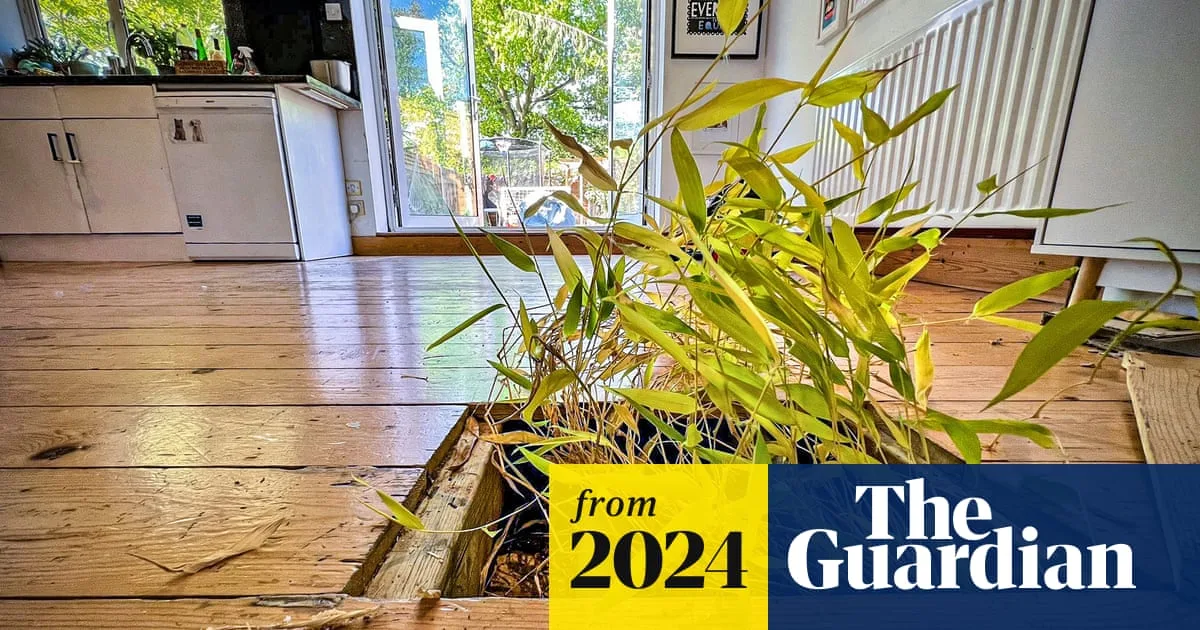 Bamboo Invasion: UK Gardens Under Siege as Plant Causes Widespread Damage