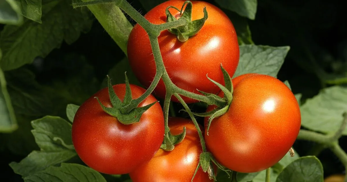 Grow Better Tomatoes with 30-Year-Perfected Homemade Fertiliser
