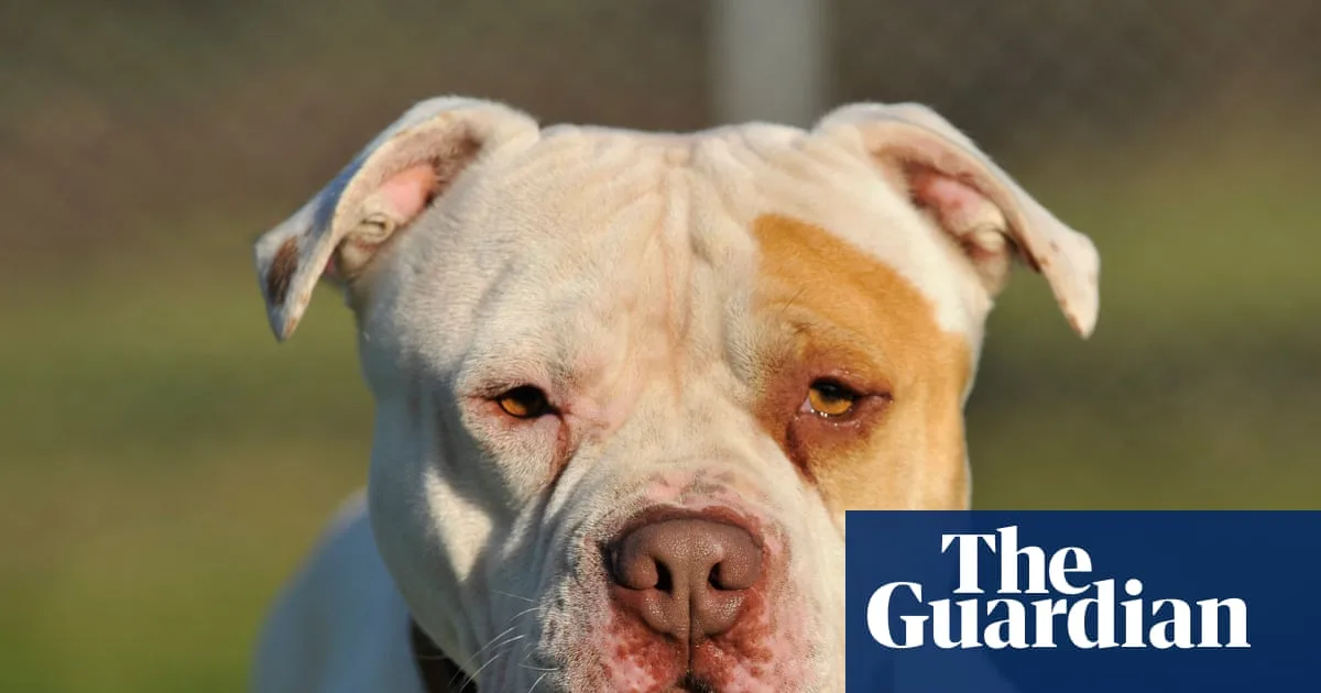 Nine-month-old baby killed by XL bully in Monmouthshire