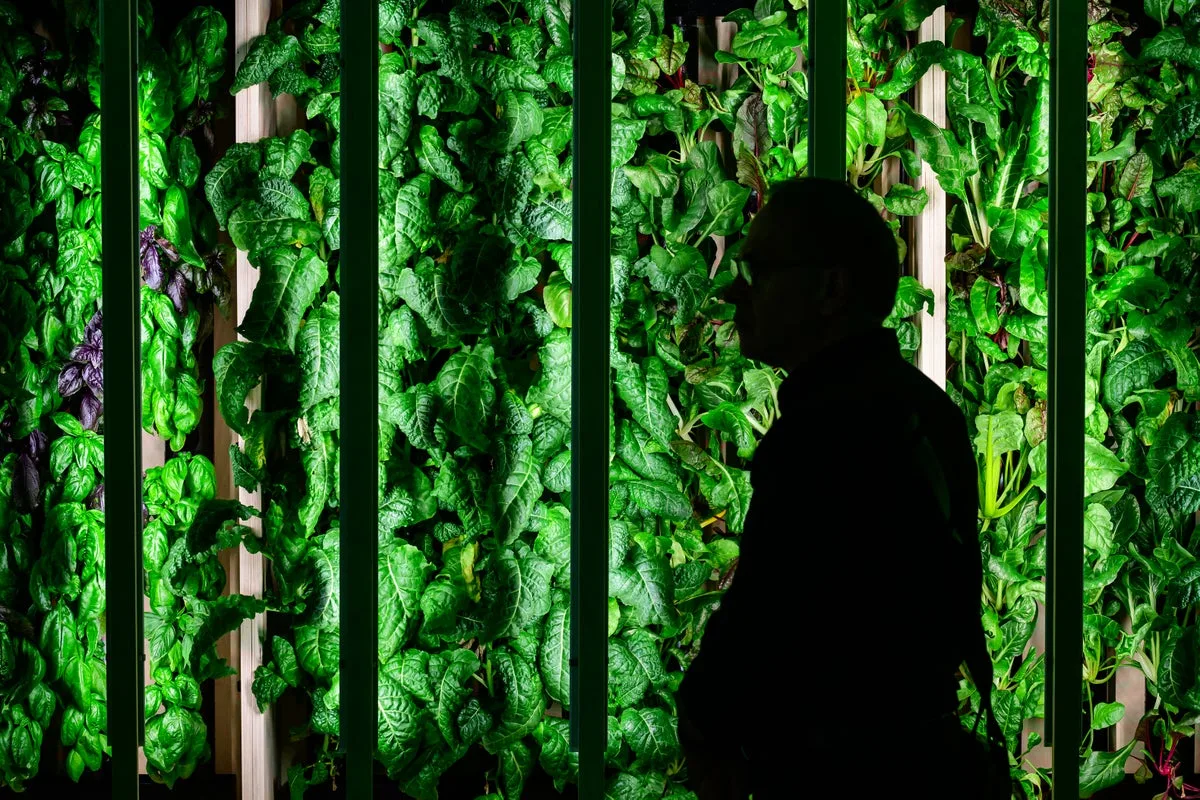 Basil: The Super Herb with Cancer-Fighting and Cardiovascular Benefits