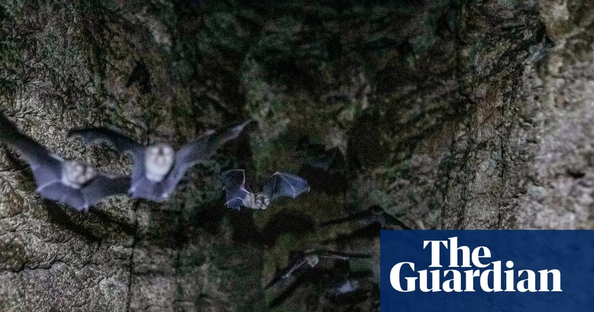 Bat Guano's Vital Role in Mozambique's Cave Ecosystems