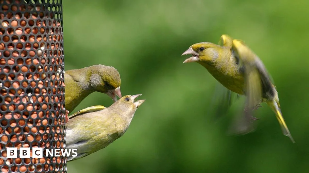 Wildlife Experts Advise Caution When Feeding Garden Birds