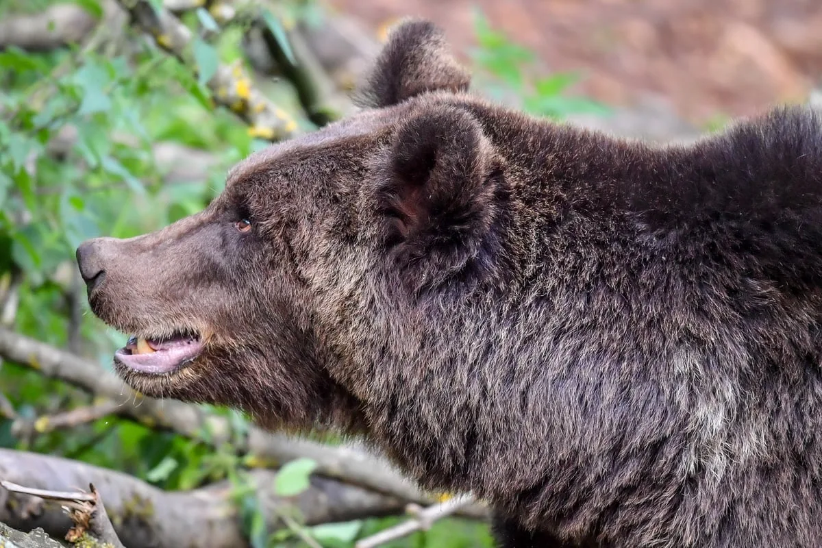 Man Killed by Bear While Picking Mushrooms in Slovakia