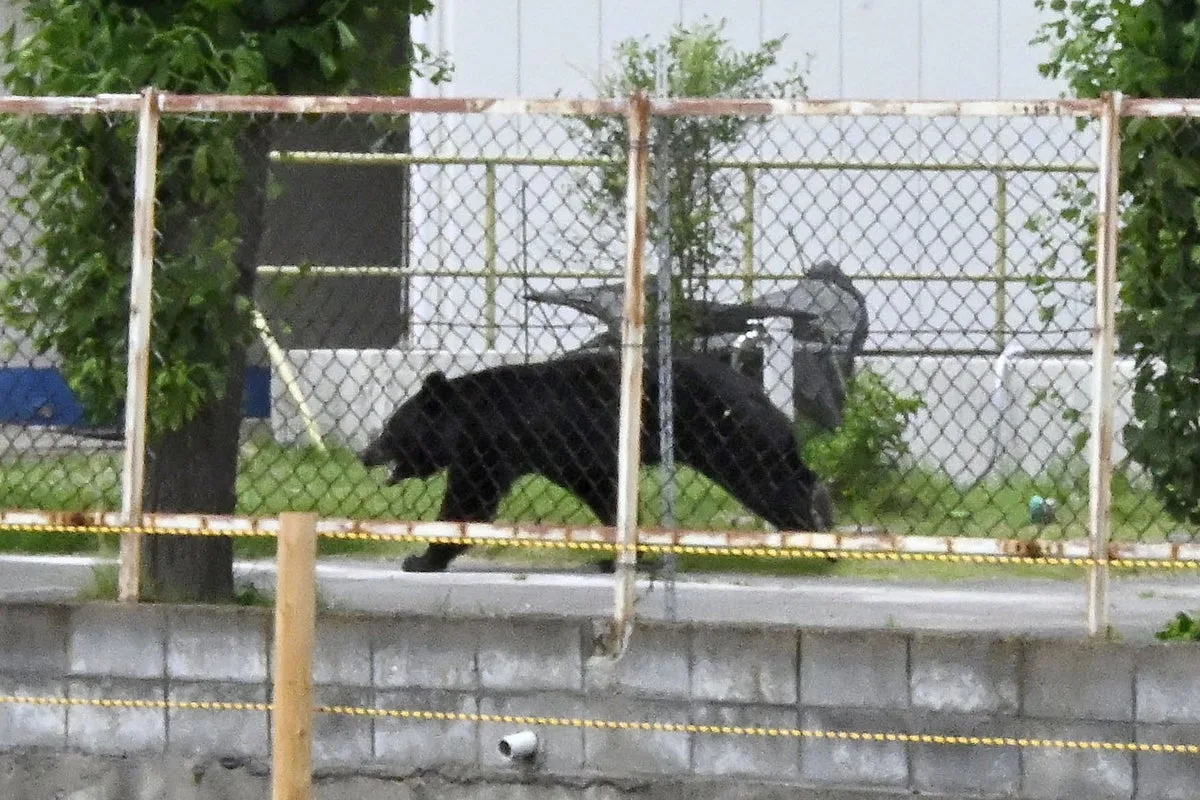 'Extremely intelligent' bear escapes Japanese factory by opening locked window