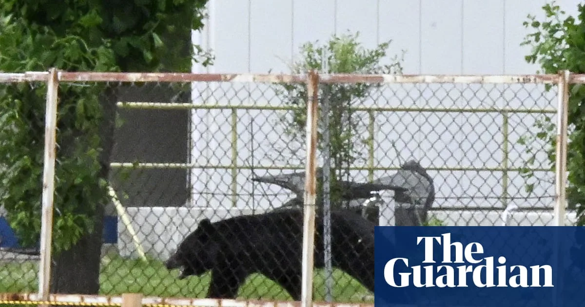 ‘Extremely intelligent’ bear on the loose in Japan after attacking four people