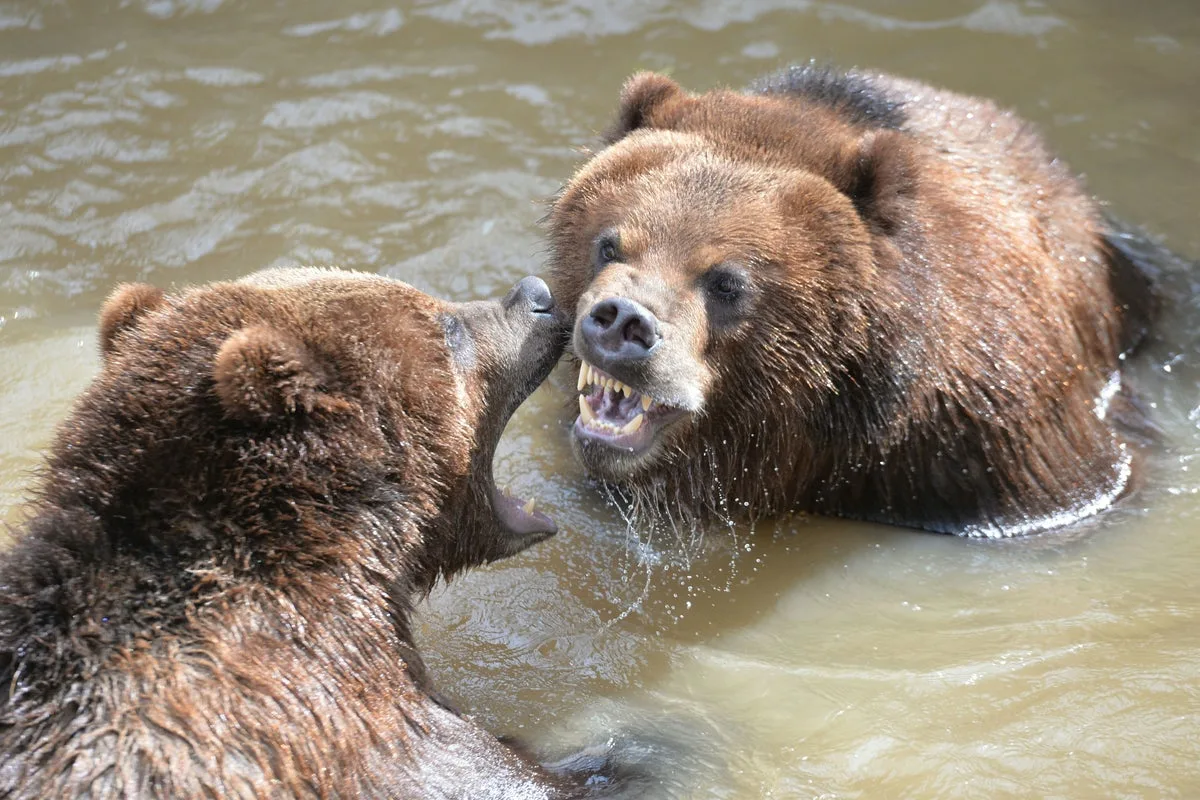 Bear Spray Saves Man From Grizzly Attack In Canada