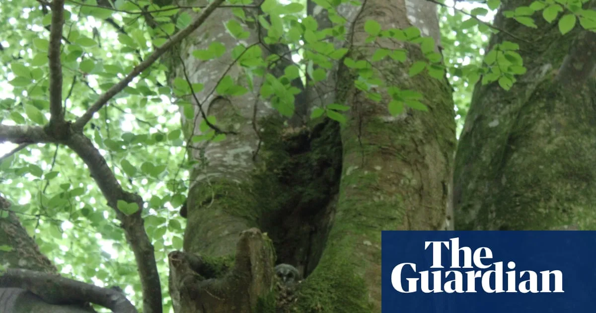 Country Diary: The ‘Queen of Trees’ Holds a Secret