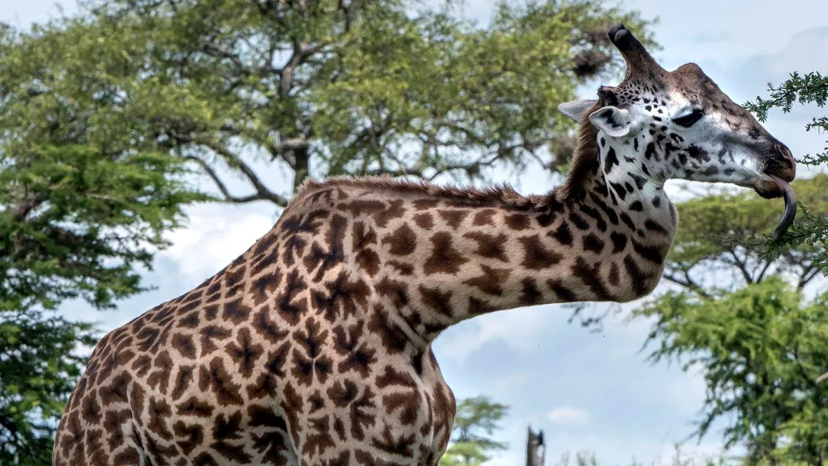 Giraffe with Broken Neck Survives Five Years in the Wild