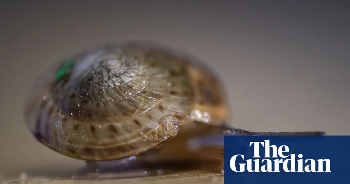 Bermuda snail once thought extinct now thriving after decade-long conservation effort