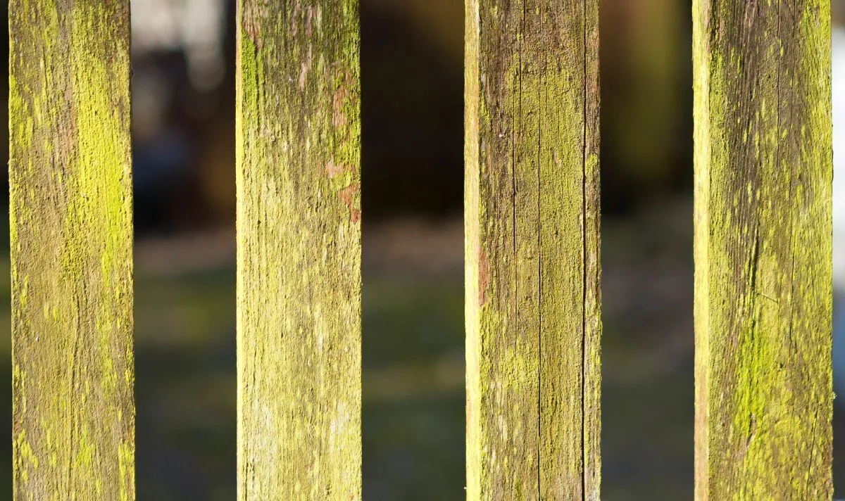 Two Best Natural Options to Remove Green Algae Stains from Garden Fences