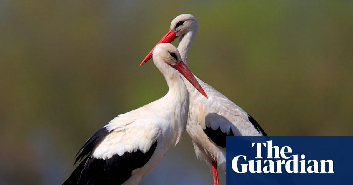 Biebrza Marshes: A Wildlife Spectacle and a Lesson for Britain