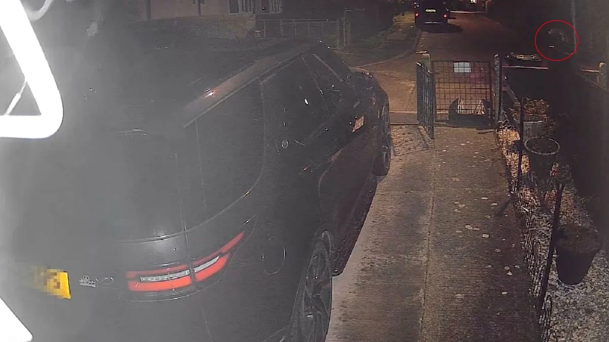Big Cat 'As Tall As Car Bonnet' Filmed Prowling Driveway in Malvern