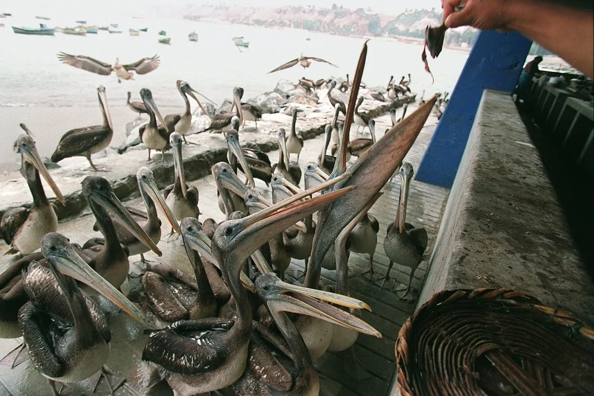Bird Poo Powered The Rise Of An Ancient Peruvian Kingdom
