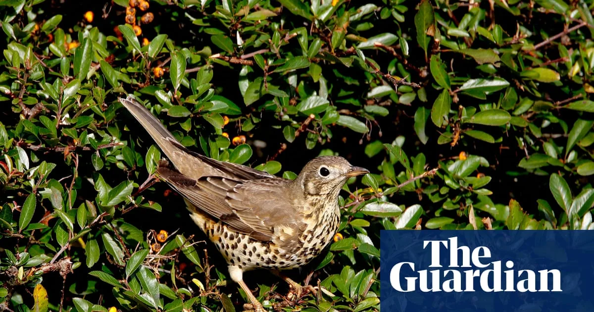 Bird Song App Merlin Takes UK By Storm