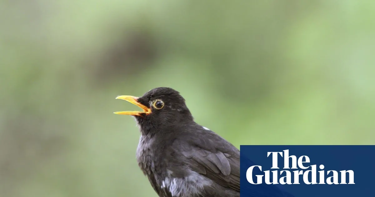Listening to Birdsong Reduces Stress, Study Finds