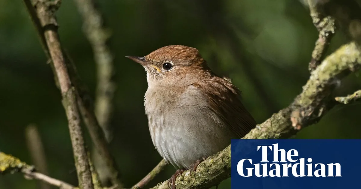 The Book of Birds Audiobook: A Love Letter to Feathered Friends