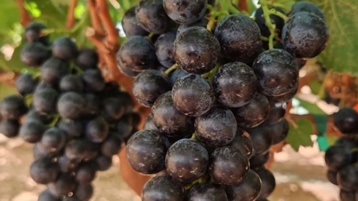 New 'superfruit' grape hits UK shelves, promises blood sugar balance and appetite control