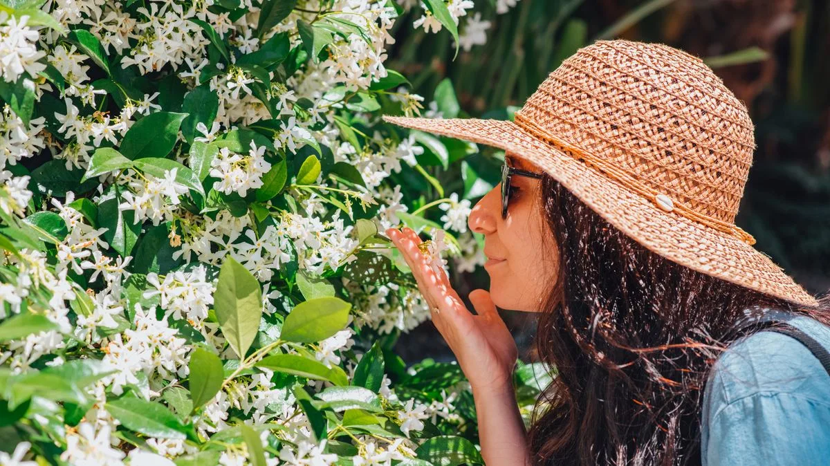 Boost Jasmine Blooms With 3 Essential May Tasks