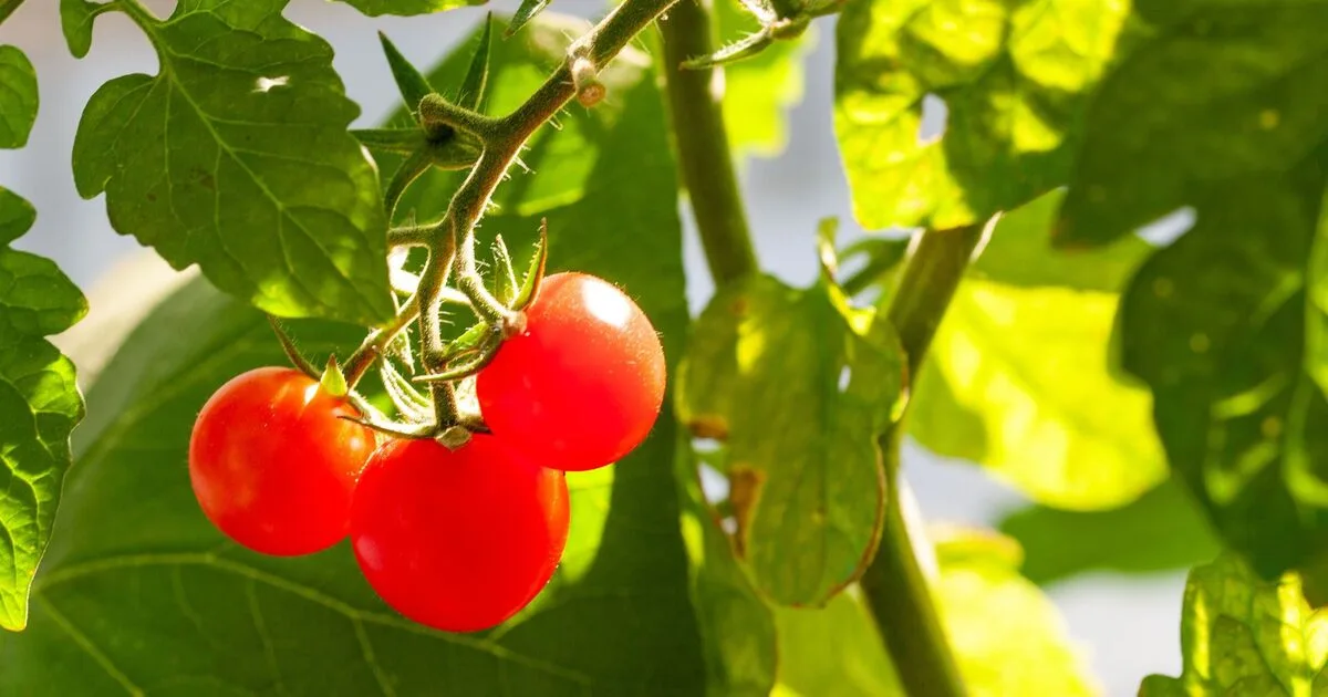 Boost Tomato Growth With 3 Pest-Repelling Plants