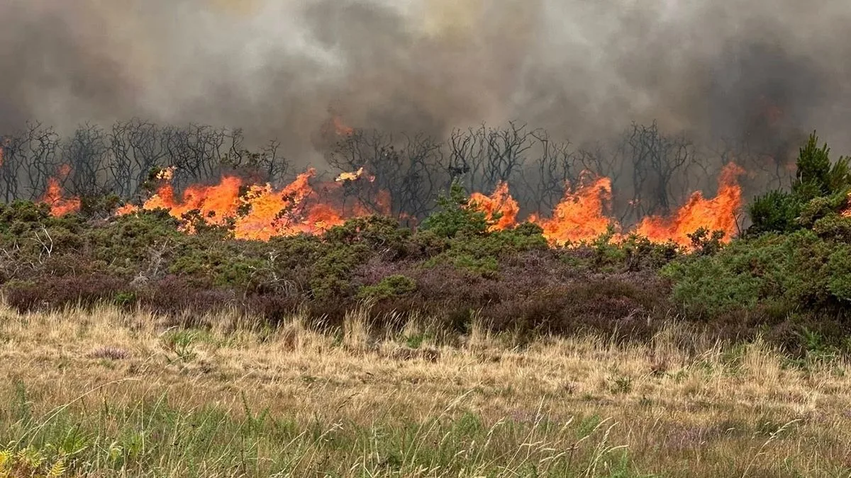 Major Incident Declared as 100 Firefighters Battle Wildfire in Dorset