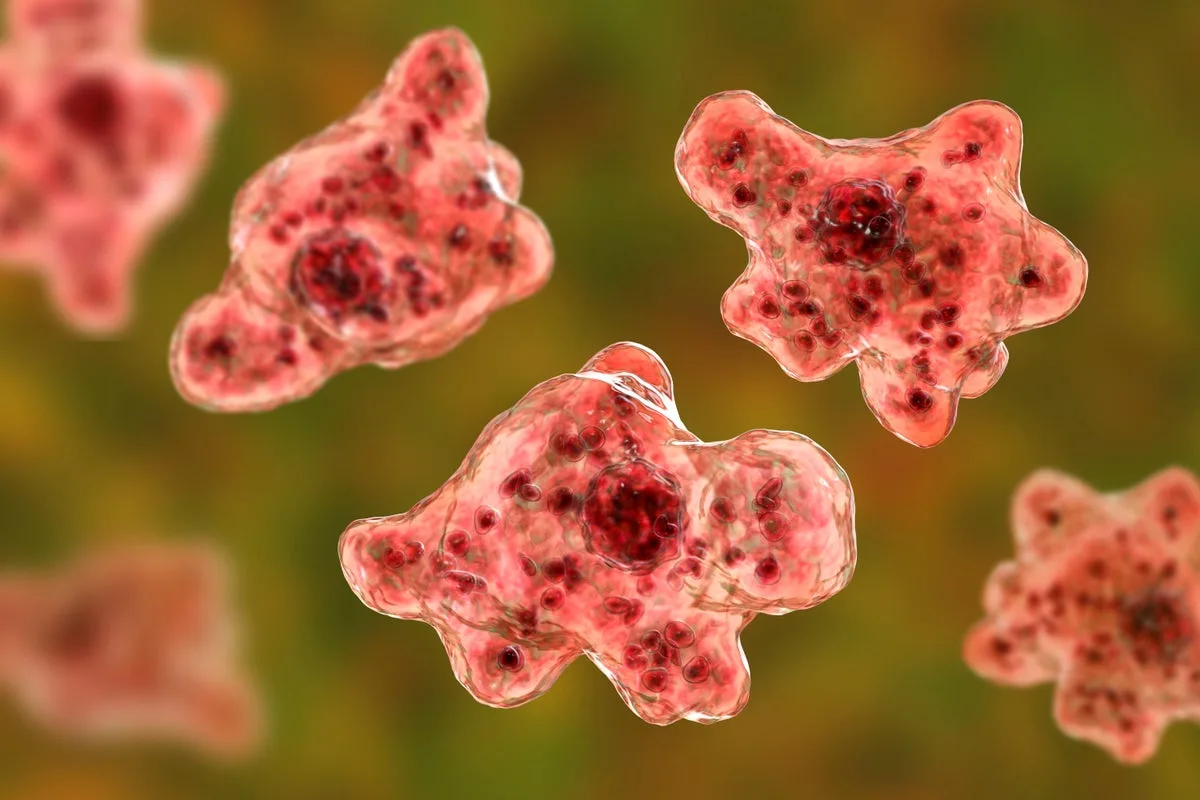 Brain-Eating Amoeba Found in Queensland Water Supply