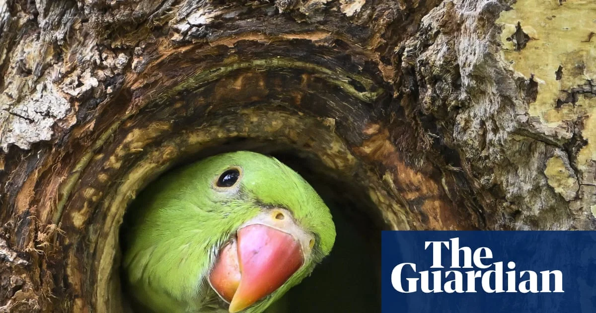 Brazil gripped by craze for whistling-only WhatsApp groups