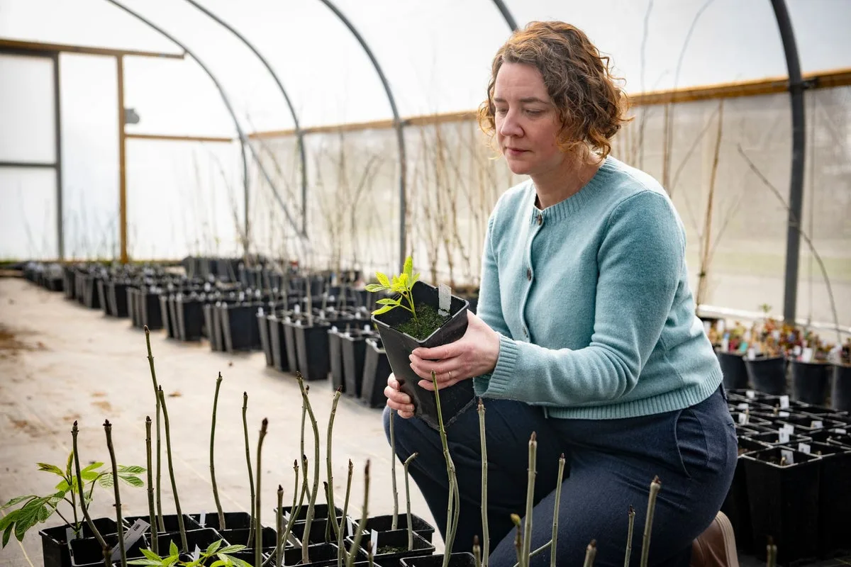 Breakthrough Could Save Ash Trees From Disease