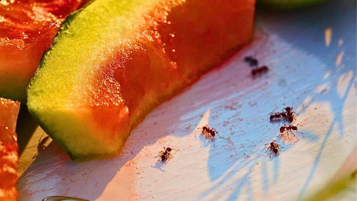Natural Baking Soda Trick to Keep Ants Away This Summer