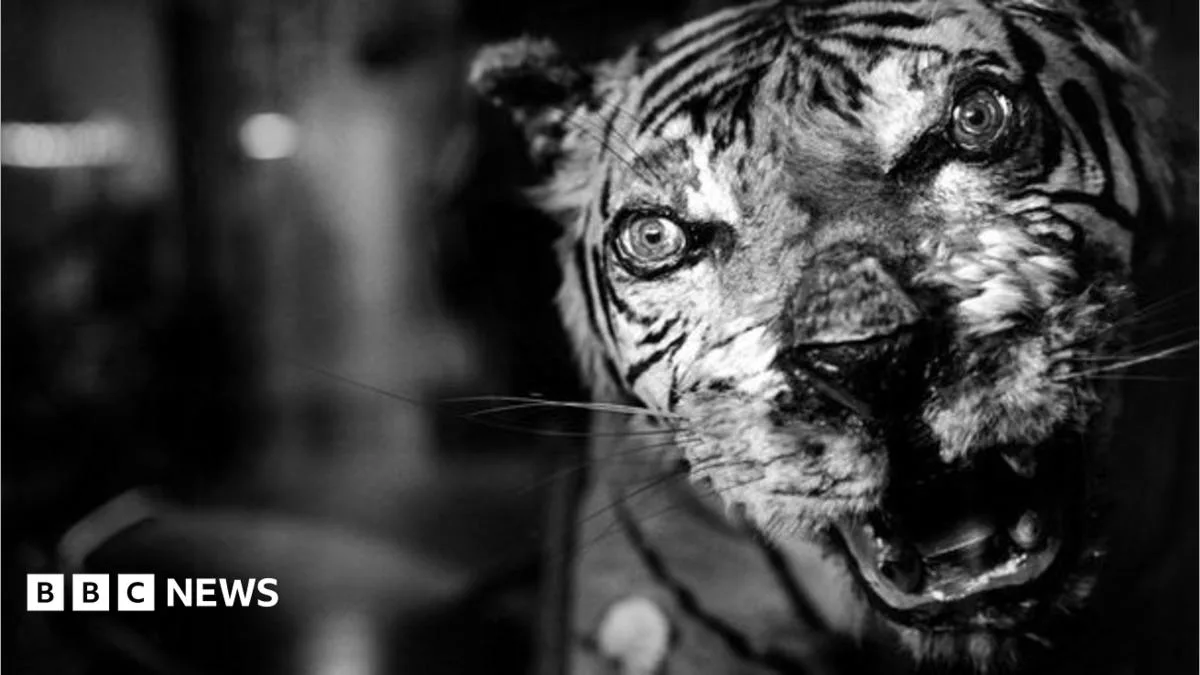 Illegal Wildlife Trade: UK Hosts Global Summit as Industry Booms
