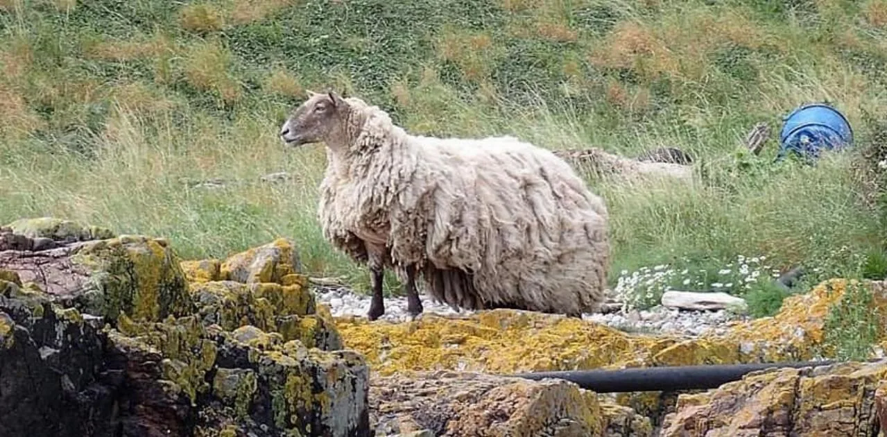 Britain's Formerly Loneliest Sheep Fiona Expecting Twins After Weight Loss Journey