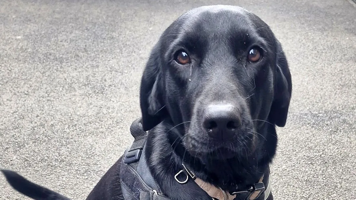 British sniffer dogs deployed to Bulgaria border to fight Channel smugglers