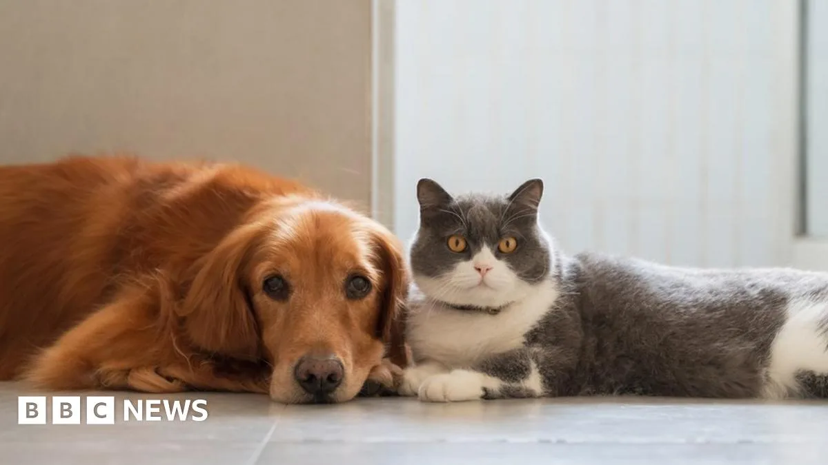 French Couple Who Kept 159 Cats in Filthy Flat Banned from Pets