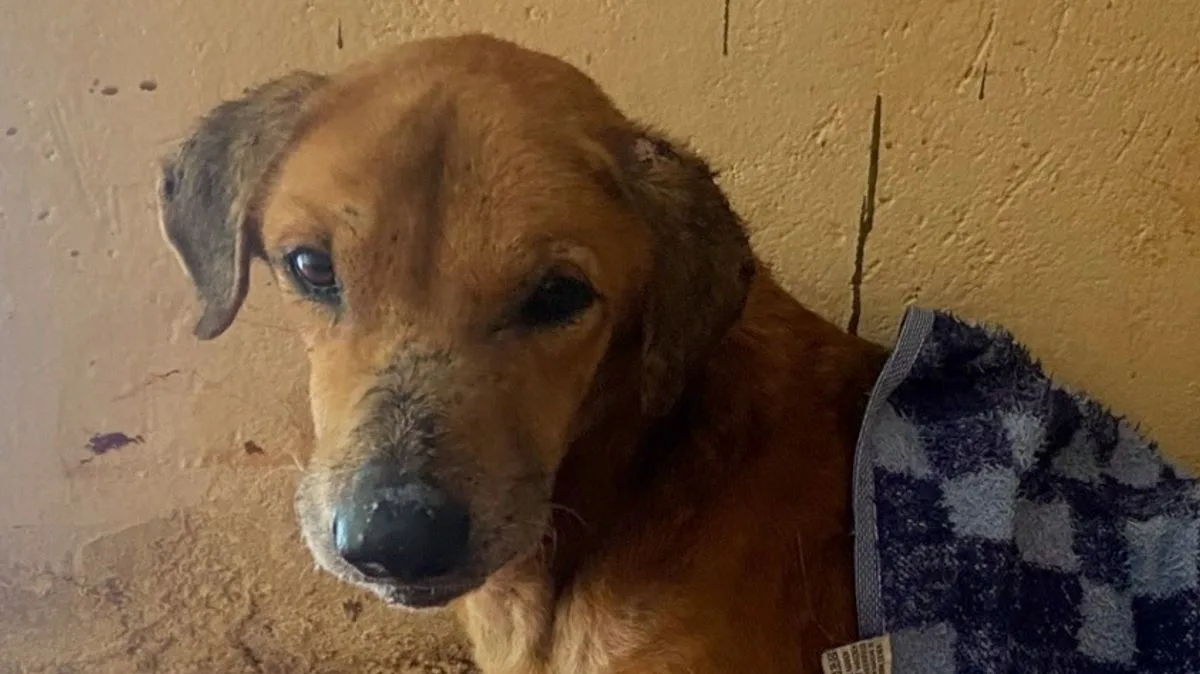 Briton Loses Half Her Savings In Ugandan Dog Scam