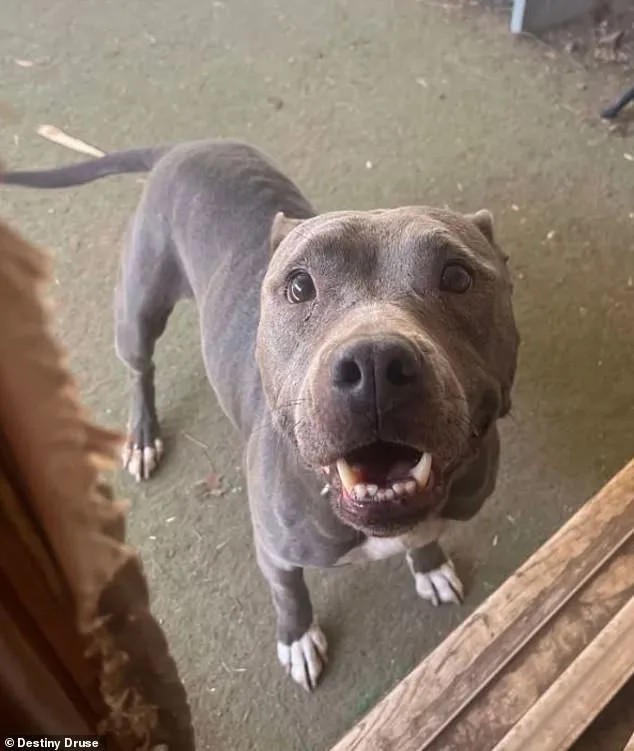 Florida Dog Missing for Two Years Found 900 Miles Away in Oklahoma