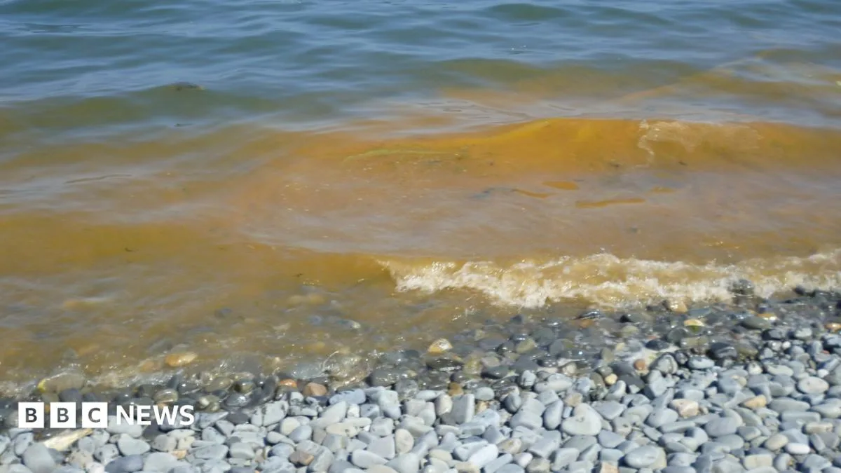 Orange Algae in North Wales Sea Not Harmful, Tests Confirm