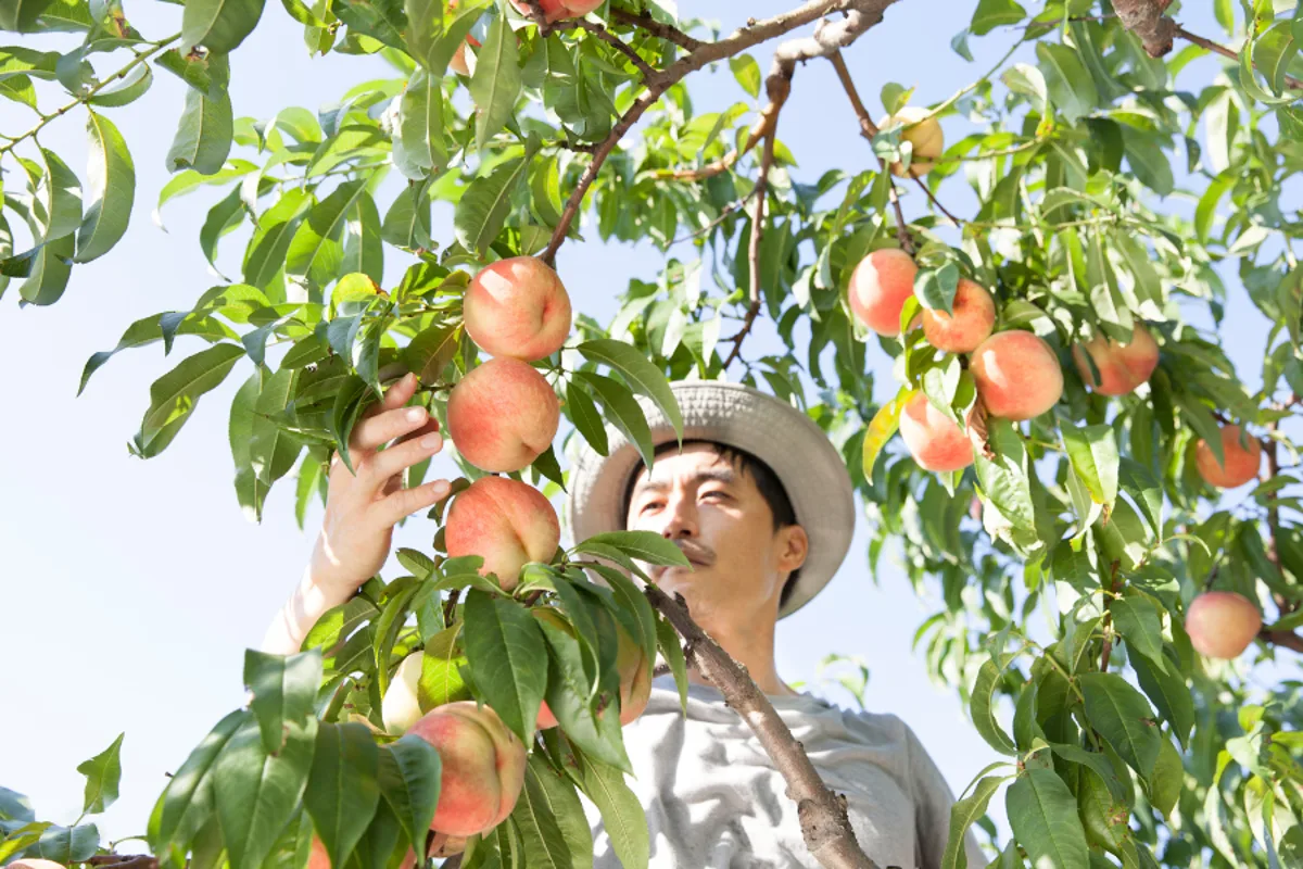 California Farmers to Destroy 420,000 Peach Trees After Del Monte Closures